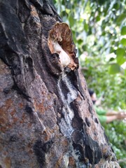 Fototapeta premium White flux is coming out from the old textured tree..