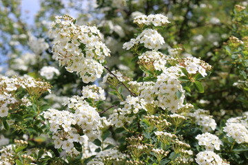 
Bunches of white flowers bloom from buds on a bush in spring