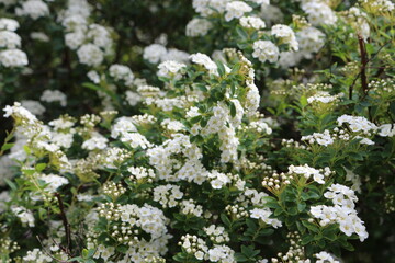 
Bunches of white flowers bloom from buds on a bush in spring