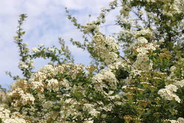 
Bunches of white flowers bloom from buds on a bush in spring