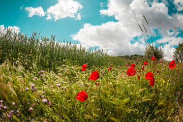 Paisaje rural con amapolas, utilizando un objetivo ojo de pez