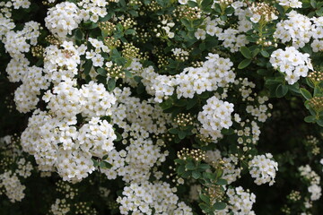 
Bunches of white flowers bloom from buds on a bush in spring