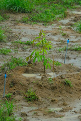 Durian tree saplings just planted with water sprikler system.The farmers mostly plant fruit trees during rainy season to save water.