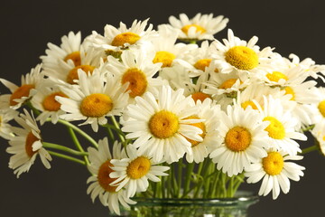 still life bouquet of daisies on black background