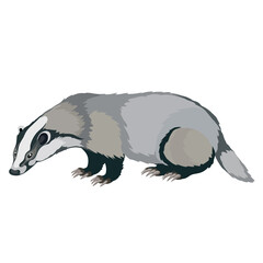 natural gray badger, isolated object on a white background, vector illustration, © Oxana Kopyrina