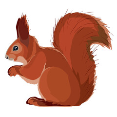 natural red squirrel, isolated object on a white background, vector illustration,