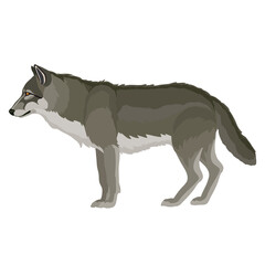 natural gray wolf stands in profile, isolated object on a white background, vector illustration, © Oxana Kopyrina