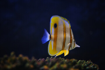 Fototapeta premium Copperband Butterflyfish (Chelmon rostratus) or Beaked coral fish swim underwater near coral reef.