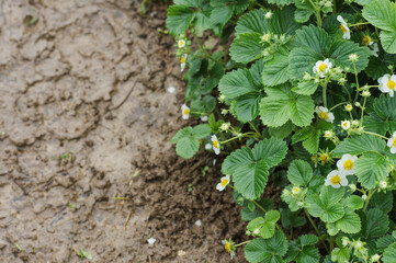 fresh green strawberry bushes with flowers in the garden during the day
