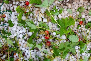Garden with the strawberries destroyed by a hailstorm