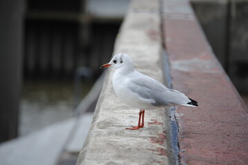 seagull on the peer
