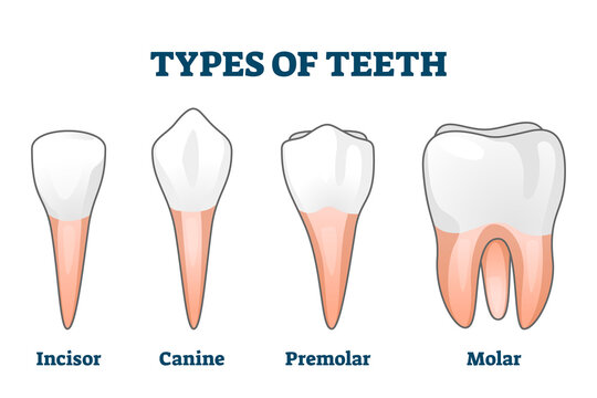 Types of teeth vector illustration. Various human tooth examples collection