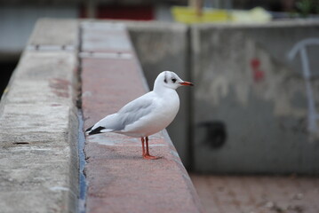 seagull on the pier
