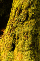 Obraz premium The evergreen forest on the top of the mountain is full of moss, lichens, ferns, vines, wildflowers and algae.