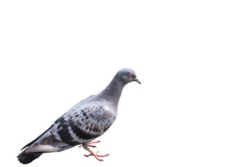 Pigeon  isolated on white background,with clipping path