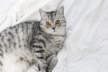 Fototapeta na wymiar Pure white cat sleeping on white bedding, cozy home and relax concept, cute little cat. Scottish Whiskas grey cat.