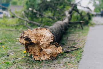 The tree broke on a pedestrian sidewalk along an apartment building. The concept of the wreckage closeup.