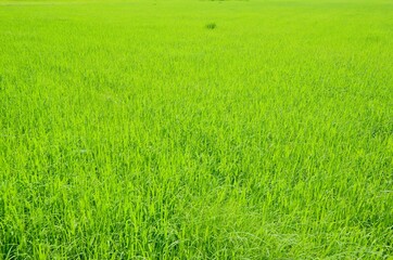 Naklejka na ściany i meble green wheat field
