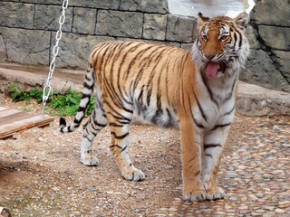 Tiger shows tongue while walking in the aviary..