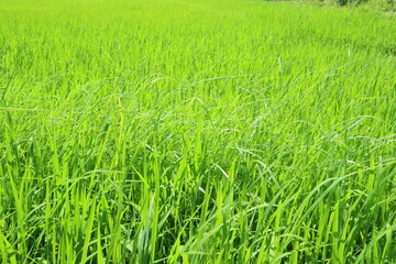 green wheat field