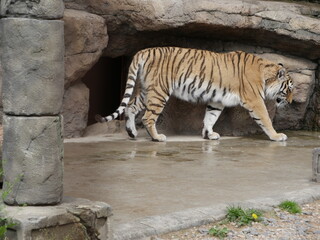 A tiger walks through an aviary.
