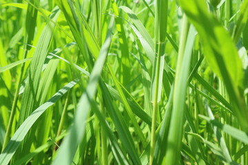 green grass background