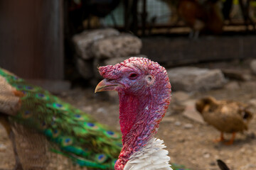 bird photography, bird watching