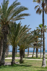 Mahdia small city of Tunisia, the first capital of the great Fatimid dynasty.