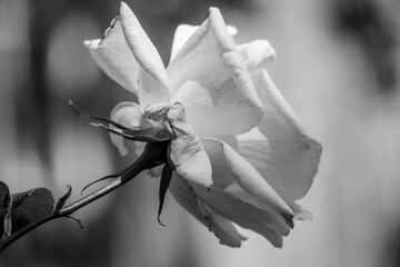 black and white rose with blurred background