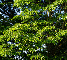 Carpinus betulus, European or common hornbeam. Young green leaves of hornbeam Carpinus Betulus on blurred background of greenery. Selective focus. Landscaped garden. Nature concept for any design.