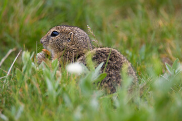 Rana, Zatec, Czech Republic, May 2020: The European ground squirrel (Spermophilus citellus),...