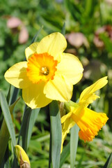 yellow narcissus in spring