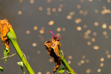 dragonfly on the yellow flower