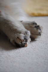 Fototapeta premium paws of sleeping dog