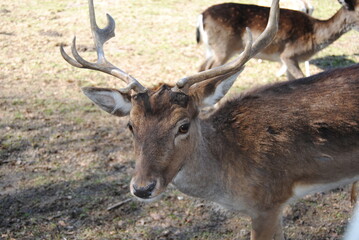 deer in the woods
