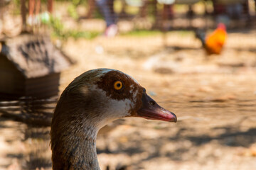 portrait of egyptian duck

