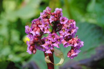purple lilac flowers