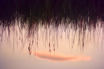 
Reflection of reeds and clouds in the lake water. Photo upside down.