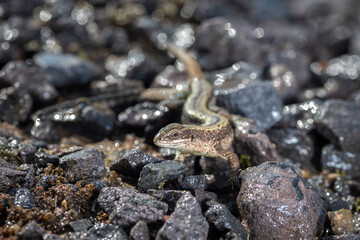 lizard viviparous on granite crumbs under the sun