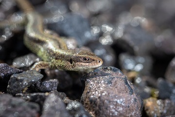 lizard viviparous on granite crumbs under the sun