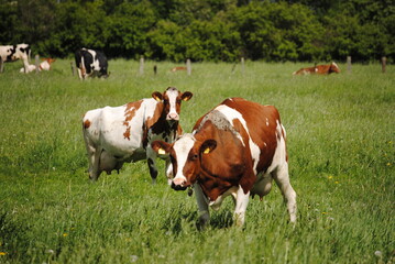 cows in a field