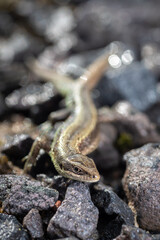 lizard viviparous on granite crumbs under the sun