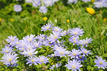 flowers in the meadow