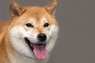 Red Shiba inu Dog