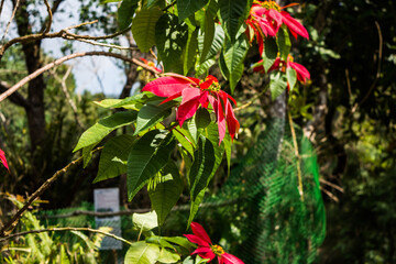 Different types of plant and trees in grassland of Kaziranga National Park, India.
