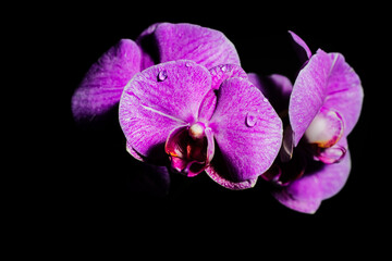 Naklejka na ściany i meble Lila orchidee
