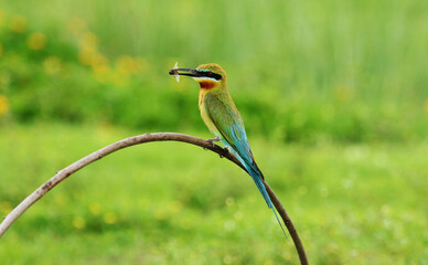 Blue Tailed Bee Eater with fly on beak, Merops philippinus Naguvana Halli, Karnataka, India
