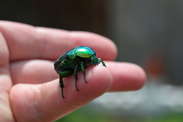 Macro photo of Cetonia Aurata on hand