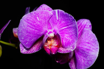 Lila orchidee