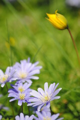 Fototapeta premium flowers in the garden